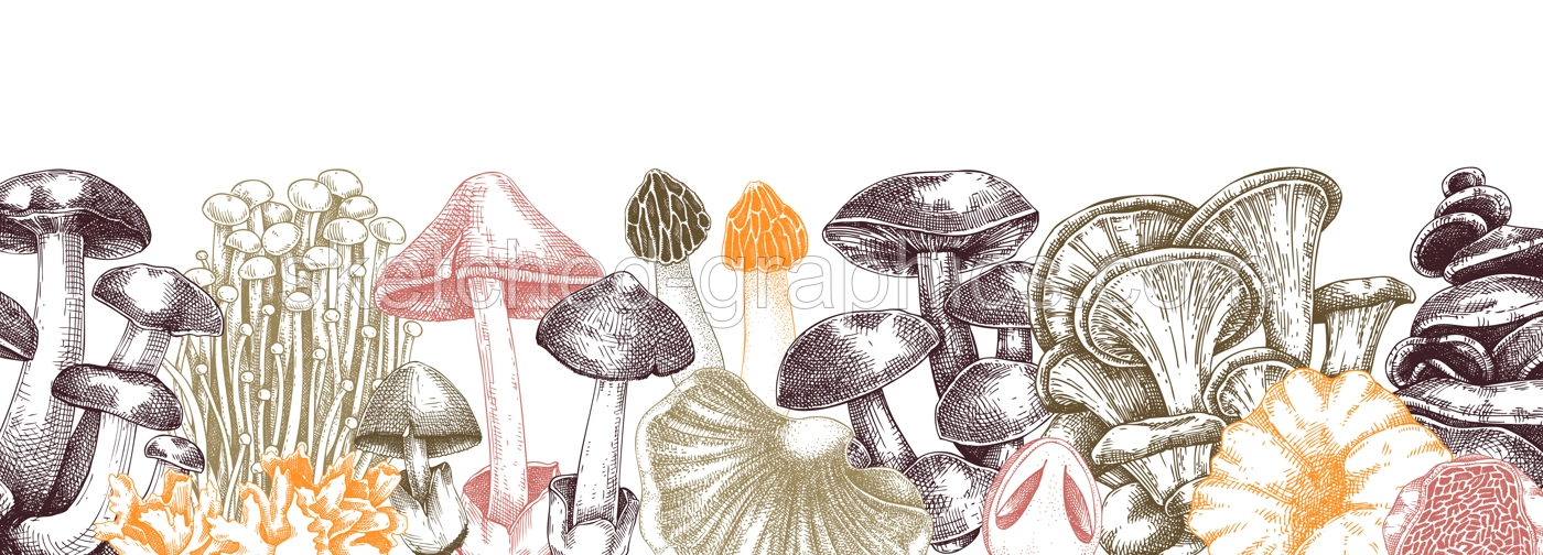 Edible Mushrooms Autumn Border Illustration